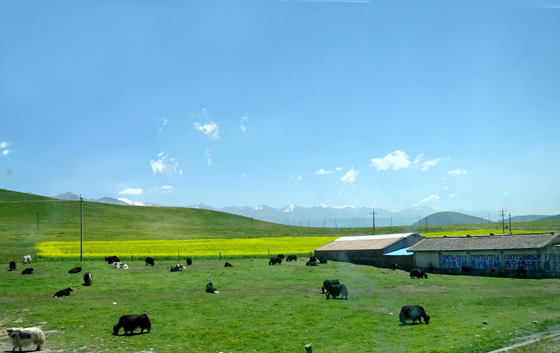 1.3雪山草地和牛.jpg
