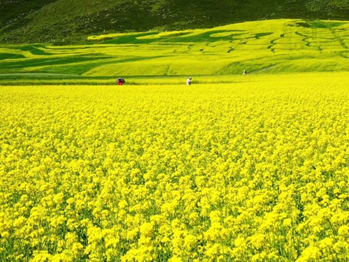 4.5门源油菜花海5.jpg